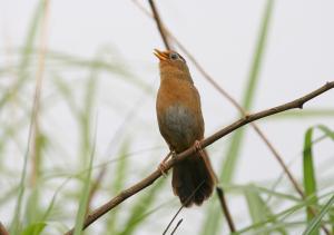 <a href="https://taieol.tw/muse/digi_object/f5456092c6424ff0a84fbb7532ed82ac" target="_blank">大陸畫眉／By：蕭世輝／臺灣物種名錄(TaiCOL)</a>