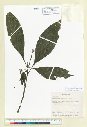 <a href="https://brmas.openmuseum.tw/muse/digi_object/2b88a00d4d35bafb2f2ead2a232305b7" target="_blank">馬藍屬／中央研究院生物多樣性研究博物館植物標本館 (HAST)</a>