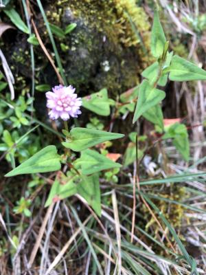 <a href="https://taieol.tw/muse/digi_object/1ad205b96e1f9be05fcb69717fae6e97" target="_blank">玉山蓼／By：jodyhsieh／iNaturalist</a>