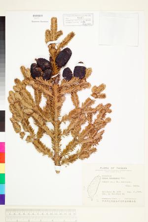 <a href="https://brmas.openmuseum.tw/muse/digi_object/2bbf001493400f19b118ca9d04b5557e" target="_blank">台灣冷杉／中央研究院生物多樣性研究博物館植物標本館 (HAST)</a>