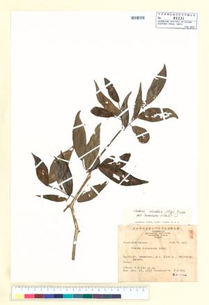 <a href="https://brmas.openmuseum.tw/muse/digi_object/2bc135dca3a5bb56d0cce9e120601876" target="_blank">台灣常春藤／中央研究院生物多樣性研究博物館植物標本館 (HAST)</a>