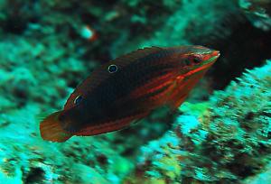 <a href="https://fishdb.sinica.edu.tw/muse/digi_object/6fc8725e653c03863230f0955c2adc23" target="_blank">Halichoeres biocellatus@fishdb-media-3691／蔡正一</a>