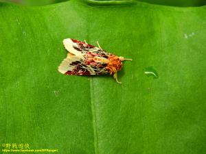 <a href="https://taieol.tw/muse/digi_object/a8110280147c8fbb8eed617bfd81c1e8" target="_blank">Spodoptera picta／By：kinmatsu／iNaturalist</a>