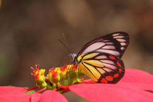 20090928_347335_Delias hyparete luzonensis_a.jpg