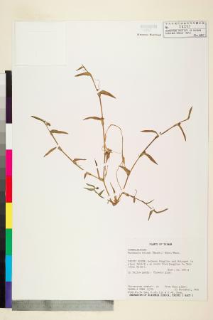 <a href="https://brmas.openmuseum.tw/muse/digi_object/2c30f2133c681fa6a0b8ecb9cd9a34f5" target="_blank">水竹葉／中央研究院生物多樣性研究博物館植物標本館 (HAST)</a>