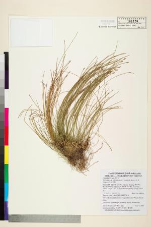 <a href="https://brmas.openmuseum.tw/muse/digi_object/2c405d1ca084d66b8469192cfc43b688" target="_blank">玉山針藺／中央研究院生物多樣性研究博物館植物標本館 (HAST)</a>