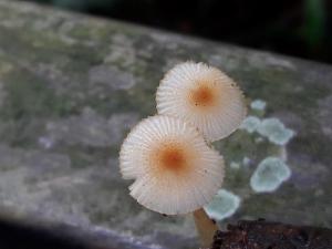 Mycena auricoma(金黃小菇)