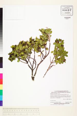 <a href="https://brmas.openmuseum.tw/muse/digi_object/2c5c309019e3e302df6362d6f40e6968" target="_blank">能高山灰木／中央研究院生物多樣性研究博物館植物標本館 (HAST)</a>