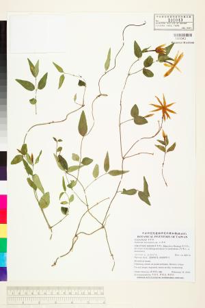 <a href="https://brmas.openmuseum.tw/muse/digi_object/2c6907f8cc71e7e361f5a2054e5f08c8" target="_blank">山素英／中央研究院生物多樣性研究博物館植物標本館 (HAST)</a>