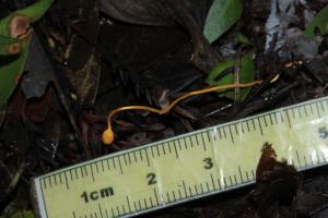<a href="https://taieol.tw/muse/digi_object/66fb88c4652bb798aa405e40602fdf3f" target="_blank">Ophiocordyceps myrmecophila／By：蛾米／蕈哥菇妹園地(The Forum of Fungi)</a>