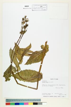 <a href="https://brmas.openmuseum.tw/muse/digi_object/2c81a3dd85b13af0448a0468e36a3be4" target="_blank">鬼苦苣菜／中央研究院生物多樣性研究博物館植物標本館 (HAST)</a>
