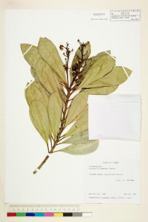 <a href="https://brmas.openmuseum.tw/muse/digi_object/2ca496f9b4e8eafe154164817ad89d55" target="_blank">蘭嶼土沉香／中央研究院生物多樣性研究博物館植物標本館 (HAST)</a>