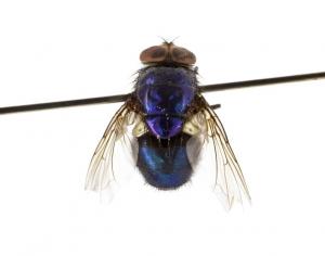 Lucilia porphyrina male dorsal