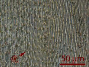 <a href="https://taieol.tw/muse/digi_object/b5a5a89aa4a0e47ec9f49c710843ceb7" target="_blank">粗枝蔓苔／By：姚奎宇／太魯閣國家公園管理處</a>