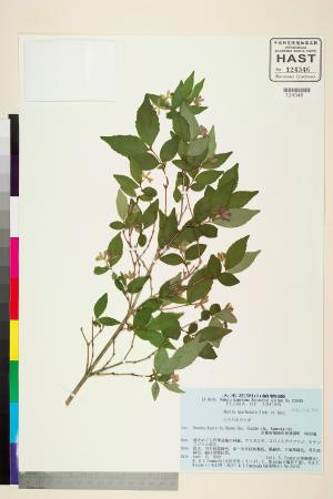 <a href="https://brmas.openmuseum.tw/muse/digi_object/2cfa7f4069b5f3335ac0c8a05e904ec5" target="_blank">六道木屬／中央研究院生物多樣性研究博物館植物標本館 (HAST)</a>