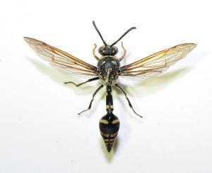 虎斑泥壺蜂 Phimenes flavopictus formosanus