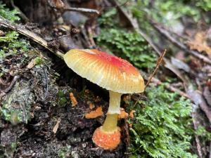 <a href="https://taieol.tw/muse/digi_object/766cc006eabfdf5aceddf7a91cf1ef46" target="_blank">紅鵝膏菌／By：balawu／iNaturalist</a>