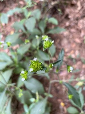 <a href="https://taieol.tw/muse/digi_object/84f38879149c3ab0cc0c1acedbfa7e1e" target="_blank">地膽草／By：irelhua／iNaturalist</a>