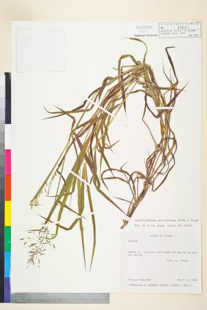 <a href="https://brmas.openmuseum.tw/muse/digi_object/2d0e40ff52fb595b18a26fd8a14cb013" target="_blank">硬稈子草／中央研究院生物多樣性研究博物館植物標本館 (HAST)</a>