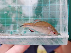 <a href="https://taieol.tw/muse/digi_object/504d5b9eb0481fce48cd9664affeba44" target="_blank">臺灣石鮒／By：ospreytim／iNaturalist</a>