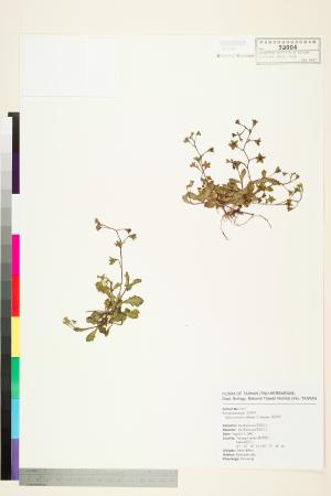 <a href="https://brmas.openmuseum.tw/muse/digi_object/2d25750fdc73147ac52894982e19f436" target="_blank">通泉草／中央研究院生物多樣性研究博物館植物標本館 (HAST)</a>