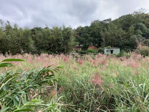 <a href="https://taieol.tw/muse/digi_object/024f44fc5409c5146f93aad0d7c28a4d" target="_blank">芒／By：orange_papa／iNaturalist</a>