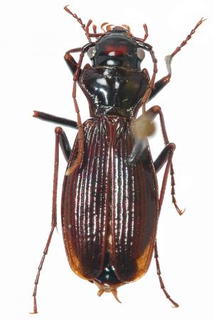 Nebria niitakana_Female