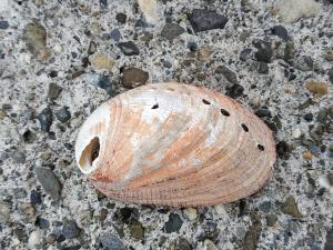 <a href="https://taieol.tw/muse/digi_object/fc679a653867f02d67a94c32b36d4cd3" target="_blank">九孔螺／By：manis1／iNaturalist</a>
