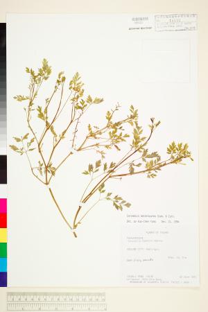 <a href="https://brmas.openmuseum.tw/muse/digi_object/2d3acd84b247a9691f691e9e272f85c3" target="_blank">紫菫屬／中央研究院生物多樣性研究博物館植物標本館 (HAST)</a>