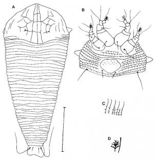 Disella octcella Huang, 2001
