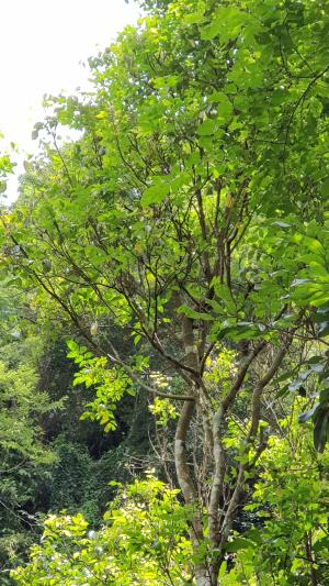 <a href="https://taieol.tw/muse/digi_object/71a4e657f6cacdbf558f3968e5fcbd4d" target="_blank">楊桃／By：dayacat／iNaturalist</a>