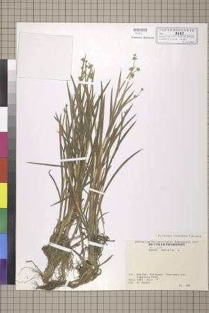 <a href="https://brmas.openmuseum.tw/muse/digi_object/2d55925692f70c39b857510b0f54a722" target="_blank">小燈心草／中央研究院生物多樣性研究博物館植物標本館 (HAST)</a>