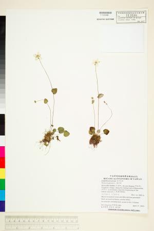 <a href="https://brmas.openmuseum.tw/muse/digi_object/2d56b97548f112118c164828d53e8988" target="_blank">梅花草／中央研究院生物多樣性研究博物館植物標本館 (HAST)</a>