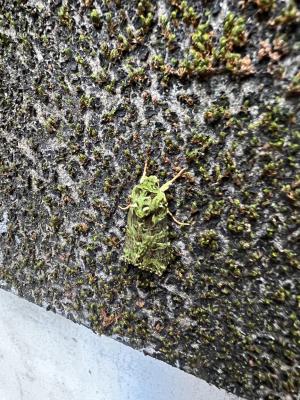 <a href="https://taieol.tw/muse/digi_object/e2ed910b333e43726339e583e8e2fb74" target="_blank">Checupa stegeri／By：luoycy／iNaturalist</a>