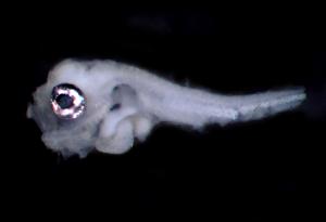 <a href="https://brmas.openmuseum.tw/muse/digi_object/30aa659c74eae06d3236fdc15e4b1f58" target="_blank">白姑魚／中央研究院生物多樣性研究博物館動物標本館 (ASIZ)</a>