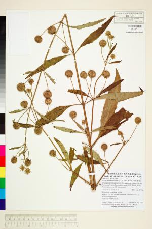 <a href="https://brmas.openmuseum.tw/muse/digi_object/2d8a3b08bdab1c43bfe016d72b380934" target="_blank">頭花香苦草(白冇骨消)／中央研究院生物多樣性研究博物館植物標本館 (HAST)</a>