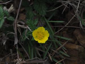 <a href="https://taieol.tw/muse/digi_object/f9eca27e3af88dd55bcd36735dcdf947" target="_blank">翻白草／By：leaf0605／iNaturalist</a>