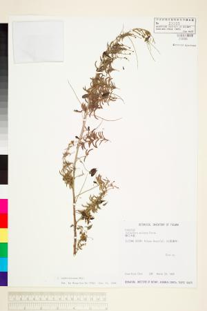 <a href="https://brmas.openmuseum.tw/muse/digi_object/2db25466d66b0e5718b3714e71b63155" target="_blank">野木藍／中央研究院生物多樣性研究博物館植物標本館 (HAST)</a>