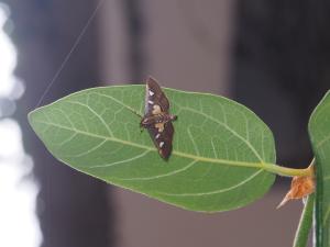 <a href="https://taieol.tw/muse/digi_object/2f945bf731b16a3b02cc1d855a69b247" target="_blank">Glyphodes crithealis／By：max822／iNaturalist</a>