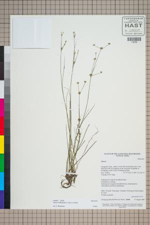 <a href="https://brmas.openmuseum.tw/muse/digi_object/2dfa6035c498b58b3152cca26b4e56f6" target="_blank">小葉燈心草／中央研究院生物多樣性研究博物館植物標本館 (HAST)</a>