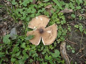 Termitomyces robustus(粗柄蟻巢傘)