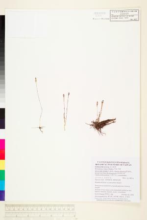 <a href="https://brmas.openmuseum.tw/muse/digi_object/2e005c175ba94dd5fb53767268293c12" target="_blank">紫水玉簪／中央研究院生物多樣性研究博物館植物標本館 (HAST)</a>