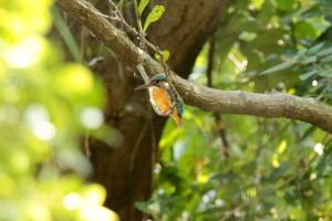 <a href="https://taieol.tw/muse/digi_object/e85c16ad05a5a332fd7e47fbca816cb9" target="_blank">翠鳥／By：chinaberryhuang／iNaturalist</a>