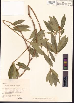 <a href="https://brmas.openmuseum.tw/muse/digi_object/2e336c8db9058e64174a9561ce7fd46c" target="_blank">日本茵芋／中央研究院生物多樣性研究博物館植物標本館 (HAST)</a>