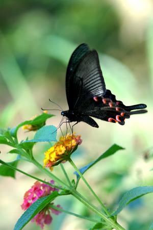 20090925_347285_Papilio bianor thrasymedes_a.jpg