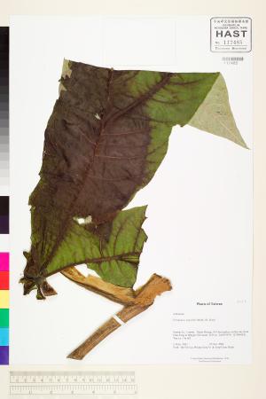 <a href="https://brmas.openmuseum.tw/muse/digi_object/2e43c4dbc88c3d059a70af49130bea30" target="_blank">通脫木／中央研究院生物多樣性研究博物館植物標本館 (HAST)</a>
