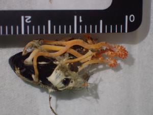 Cordyceps militaris var. sphaerocephala(蛹蟲草之頭球狀變種)