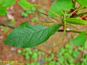 <a href="https://taieol.tw/muse/digi_object/cb3d6ae99256200186228b56ce0b1f45" target="_blank">杜鵑三節葉蜂／By：kinmatsu／iNaturalist</a>