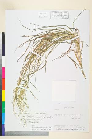 <a href="https://brmas.openmuseum.tw/muse/digi_object/2e6b076f7a4e9083608d0cd56d65dbdf" target="_blank">細柄草／中央研究院生物多樣性研究博物館植物標本館 (HAST)</a>