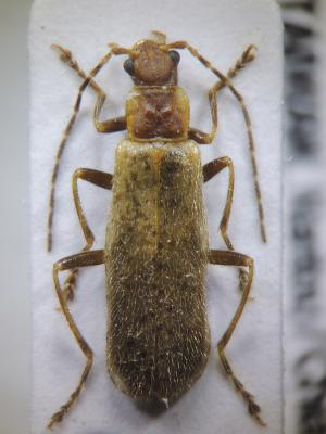 Stenothemus cou Hsiao, 2015